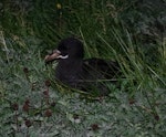 White-chinned petrel | Karetai kauae mā. Adult at breeding colony, showing extent of white chin. Ile aux Cochons, Iles Kerguelen, January 2016. Image © Colin Miskelly by Colin Miskelly.