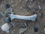 Kohatu shag | Kawau kōhatu. Left femur in situ (Te Papa NMNZ S.46389). Tokerau Beach, Northland, January 2013. Image © Alan Tennyson by Alan Tennyson.