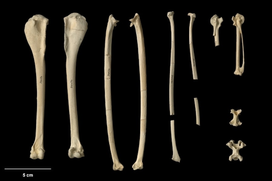 Kohatu shag | Kawau kōhatu. Holotype post-cranial bones (part) (Te Papa NMNZ S.34434). Tokerau Beach, Northland, August 1984. Image © Te Papa by Jean-Claude Stahl.