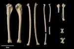 Kohatu shag | Kawau kōhatu. Holotype post-cranial bones (part) (Te Papa NMNZ S.34434). Tokerau Beach, Northland, August 1984. Image © Te Papa by Jean-Claude Stahl.