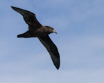 Westland petrel | Tāiko. Adult in flight. Off Kaikoura, March 2012. Image © Patrick Shortley by Patrick Shortley.