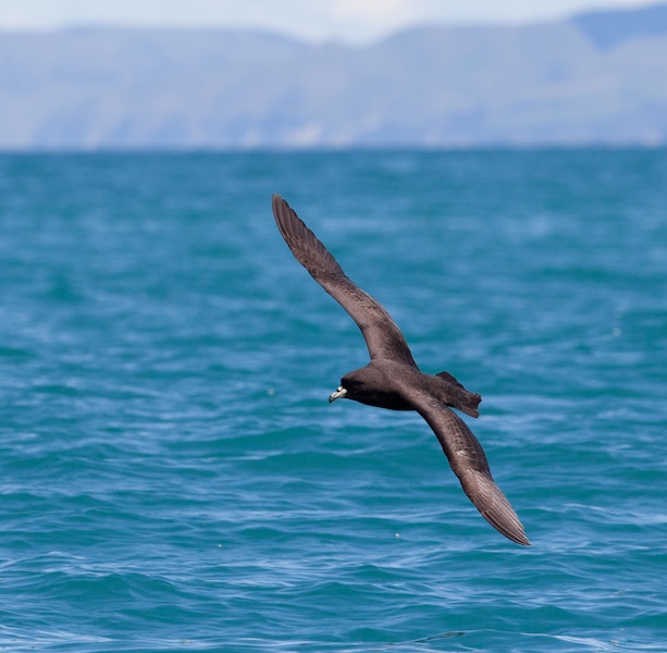 Westland petrel | Tāiko. Adult in flight. Kaikoura pelagic, November 2011. Image © Sonja Ross by Sonja Ross.