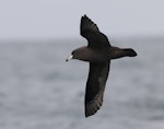 Westland petrel | Tāiko. Adult in flight. Kaikoura pelagic, April 2023. Image © Glenn Pure by Glenn Pure.