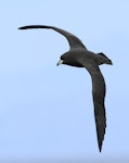 Westland petrel | Tāiko. In flight. Cook Strait, April 2016. Image © Phil Battley by Phil Battley.