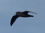 Westland petrel | Tāiko. Adult in flight. Off Kaikoura Peninsula, June 2015. Image © Alan Tennyson by Alan Tennyson.