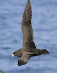 Westland petrel | Tāiko. In flight. Cook Strait, April 2017. Image © Phil Battley by Phil Battley.