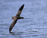 Westland petrel | Tāiko. Adult shearing water with wingtip. Cook Strait, April 2017. Image © Phil Battley by Phil Battley.