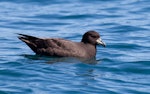 Westland petrel | Tāiko. Adult on the water showing tail projection. Kaikoura pelagic, November 2011. Image © Sonja Ross by Sonja Ross.