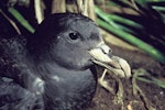 Westland petrel | Tāiko. Adult head. Punakaiki, Westland, August 1977. Image © Department of Conservation (image ref: 10037395) by Rod Morris, Department of Conservation.