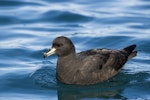 Westland petrel | Tāiko. Adult on water. Kaikoura pelagic, April 2018. Image © Oscar Thomas by Oscar Thomas.