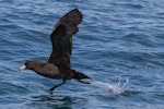 Westland petrel | Tāiko. Adult taking off from sea surface. Kaikoura pelagic, November 2015. Image © David Brooks by David Brooks.