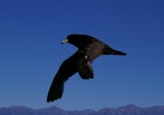 Westland petrel | Tāiko. Banded adult in flight showing upperwing. Kaikoura pelagic, January 2013. Image © Colin Miskelly by Colin Miskelly.