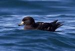 Westland petrel | Tāiko. At rest on the ocean. Kaikoura pelagic, January 2014. Image © David Rintoul by David Rintoul.