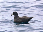 Westland petrel | Tāiko. Adult at sea. Off Kaikoura, March 2010. Image © Peter Frost by Peter Frost.