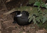 Westland petrel | Tāiko. Adult on colony surface at night. Punakaiki, July 2015. Image © Colin Miskelly by Colin Miskelly.