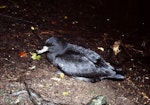 Westland petrel | Tāiko. Adult on breeding colony at night. Punakaiki, July 1991. Image © Colin Miskelly by Colin Miskelly.