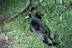 Westland petrel | Tāiko. Adult by burrow entrance. Punakaiki, Westland, August 1978. Image © Department of Conservation (image ref: 10037398) by Rod Morris, Department of Conservation.