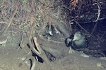 Westland petrel | Tāiko. Adults inside and beside breeding burrows. Punakaiki, Westland, August 1977. Image © Department of Conservation (image ref: 10031026) by Rod Morris, Department of Conservation.