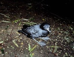 Westland petrel | Tāiko. Adult on breeding colony showing webbing. Punakaiki, July 1991. Image © Colin Miskelly by Colin Miskelly.