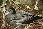 Westland petrel | Tāiko. Adult on ground. Punakaiki, Westland. Image © Department of Conservation (image ref: 100) by Craig Robertson, Department of Conservation.