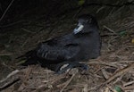 Westland petrel | Tāiko. Adult on colony surface at night. Punakaiki, July 2015. Image © Colin Miskelly by Colin Miskelly.