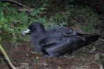 Westland petrel | Tāiko. Adult at breeding colony at night. Punakaiki, July 2015. Image © Colin Miskelly by Colin Miskelly.