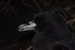 Westland petrel | Tāiko. Adult at breeding colony at night. Punakaiki, July 2015. Image © Colin Miskelly by Colin Miskelly.