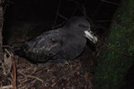 Westland petrel | Tāiko. Adult at breeding colony at night. Punakaiki, July 2015. Image © Colin Miskelly by Colin Miskelly.