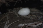 Westland petrel | Tāiko. Egg in nest chamber. Punakaiki, July 2015. Image © Colin Miskelly by Colin Miskelly.