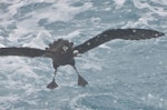 Westland petrel | Tāiko. Landing head-on, showing feet. Cook Strait, Near Wellington, August 2014. Image © Kyle Morrison by Kyle Morrison.