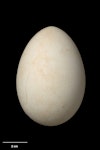 Westland petrel | Tāiko. Egg 82.9 x 57.7 mm (NMNZ OR.023827, collected by Sandy Bartle). Scotsman's Creek, Punakaiki, June 1987. Image © Te Papa by Jean-Claude Stahl.