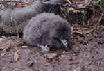 Westland petrel | Tāiko. Chick - about 2 days old. Punakaiki, July 2015. Image © Colin Miskelly by Colin Miskelly.