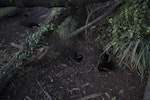 Westland petrel | Tāiko. Burrow entrances. Punakaiki, July 2015. Image © Colin Miskelly by Colin Miskelly.