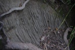 Westland petrel | Tāiko. Scratches on rock face from birds climbing up. Punakaiki, July 2015. Image © Colin Miskelly by Colin Miskelly.