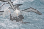 Westland petrel | Tāiko. Plunging for fish ahead of adult black-browed mollymawks. Cook Strait, Near Wellington, August 2014. Image © Kyle Morrison by Kyle Morrison.