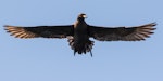 Black petrel | Tāiko. Adult in flight. Outer Hauraki Gulf, December 2015. Image © Martin Sanders by Martin Sanders.