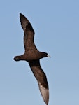 Black petrel | Tāiko. Ventral view of adult in flight. Hauraki Gulf, January 2010. Image © Martin Sanders by Martin Sanders.