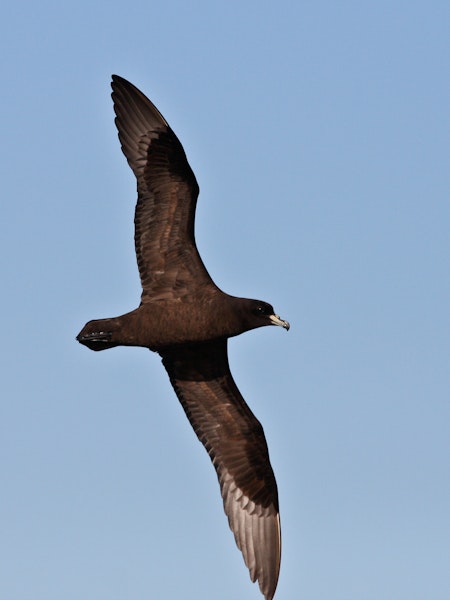 Black petrel | Tāiko. Ventral view of adult in flight. Hauraki Gulf, January 2010. Image © Martin Sanders by Martin Sanders.