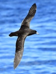 Black petrel | Tāiko. Adult in flight. At sea on route to Kermadec Islands, March 2021. Image © Scott Brooks, www.thepetrelstation.nz by Scott Brooks.