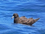 Black petrel | Tāiko. Side view of adult on water. Hauraki Gulf, March 2010. Image © Peter Frost by Peter Frost.