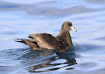 Black petrel | Tāiko. Adult on water. Cook Strait, April 2017. Image © Phil Battley by Phil Battley.