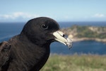 Black petrel | Tāiko. Close view of adult in the hand. Burgess Island, Mokohinau Islands, October 1993. Image © Department of Conservation (image ref: 10050679) by Terry Greene, Department of Conservation.