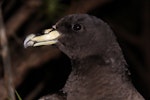 Black petrel | Tāiko. Close view of adult head showing bill colouring. Great Barrier Island, February 2010. Image © Mark Fraser by Mark Fraser.