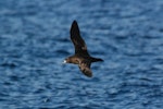 Black petrel | Tāiko. Adult in flight, dorsal. Pacific Ocean, March 2009. Image © Nigel Voaden by Nigel Voaden.