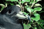 Black petrel | Tāiko. Adult showing bill structure. Little Barrier Island, June 1978. Image © Department of Conservation (image ref: 10035844) by Dick Veitch, Department of Conservation.