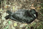 Black petrel | Tāiko. Adult on ground showing back with folded wings. Little Barrier Island, June 1978. Image © Department of Conservation (image ref: 10040440) by Dick Veitch, Department of Conservation.