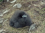 Black petrel | Tāiko. Chick. Little Barrier Island, February 1974. Image © Department of Conservation (image ref: 10044831) by John Kendrick, Department of Conservation.