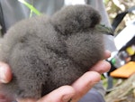 Black petrel | Tāiko. Chick in the hand. Great Barrier Island, January 2006. Image © Mark Fraser by Mark Fraser.