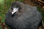 Black petrel | Tāiko. Chick. Little Barrier Island, May 1989. Image © Terry Greene by Terry Greene.