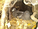 Black petrel | Tāiko. Adult and young chick in burrow. Great Barrier Island, January 2019. Image © George Hobson by George Hobson.